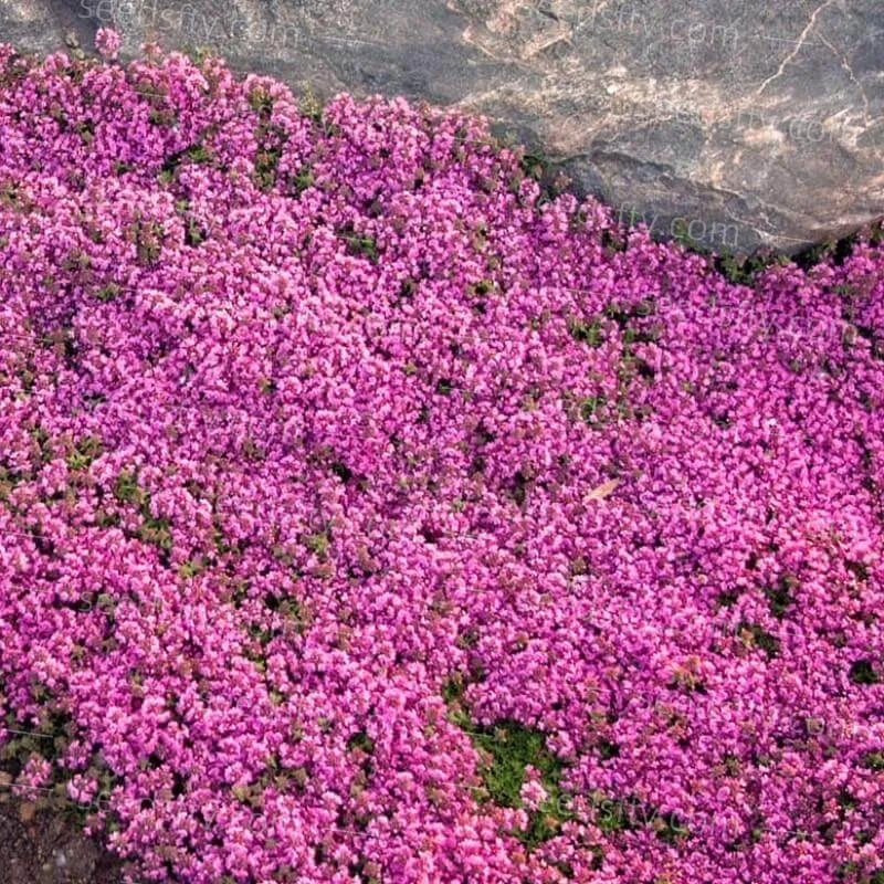 🔥⏰Last Day 70%OFF - ✨Creeping Thyme seeds for four seasons🏡| Create your perfect lawn here🌼