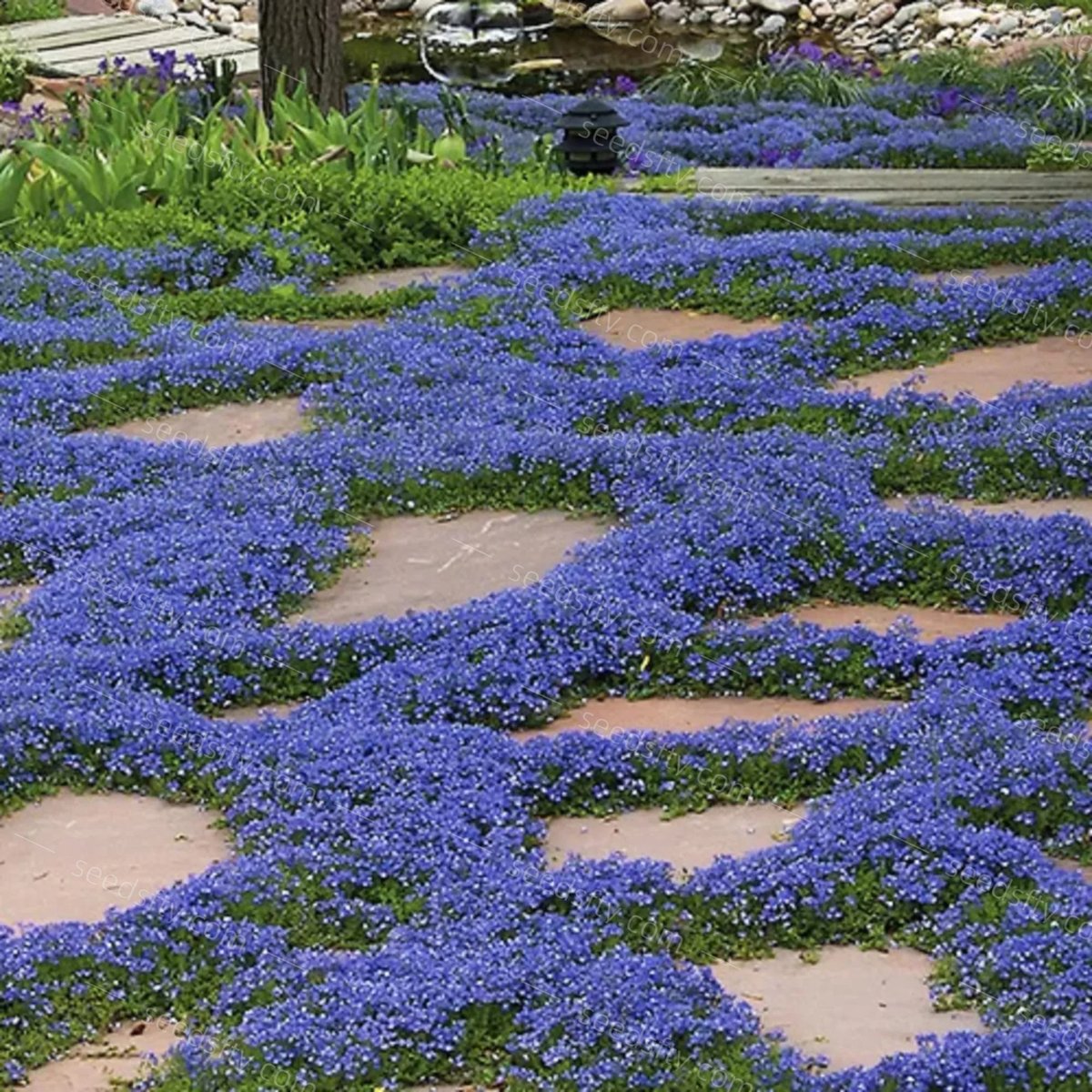 🔥⏰Last Day 70%OFF - ✨Creeping Thyme seeds for four seasons🏡| Create your perfect lawn here🌼