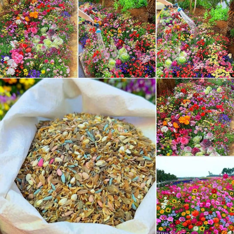🔥Last day clearance💝Mixed Perennial Flowers Seeds-Over 50 kinds mixed