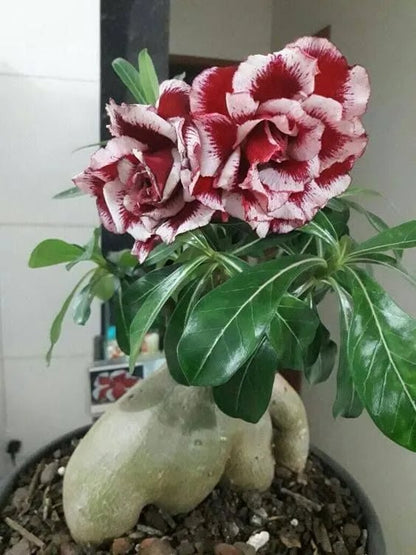 🌵🌹 Dive into Desert Beauty: Desert Rose Seeds for Your Tranquil Haven!-Various Colors🌱Long Flowering Period 🏜️🌺