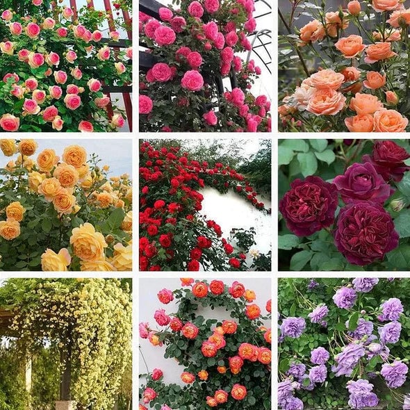 🔥Last Day 49% OFF🌺🌹Climbing Vine Rose Flower Seeds - Perennial🌹
