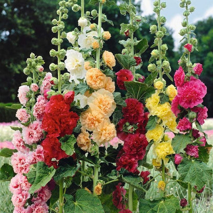 🏵Mixed Colored Hollyhock Seeds