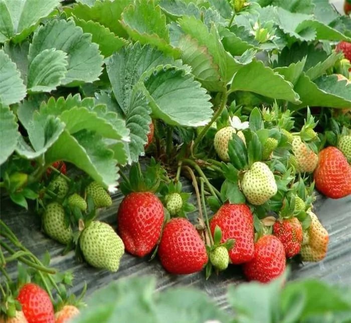 🔥Hot Sale - 49% Discount🔥All Season Strawberry Seeds🍓