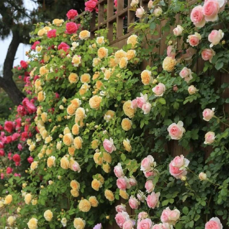 🔥2025 New Arrival 49% OFF🔥🌱Climbing Rose Seeds