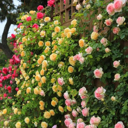🔥2025 New Arrival 49% OFF🔥🌱Climbing Rose Seeds