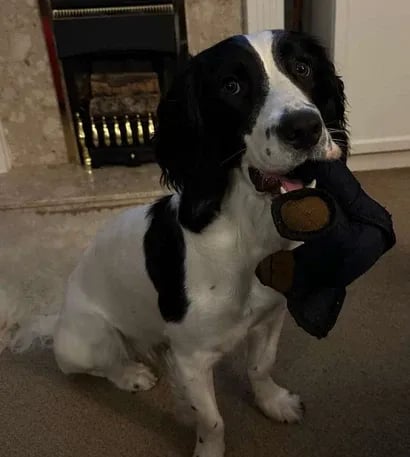 🔥 Last Day Sale Price | Original 2025 New Unbreaka-Bear For Heavy Chewers.