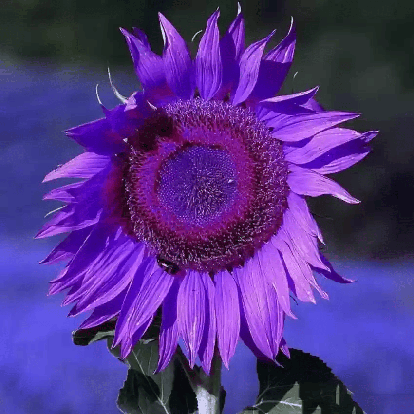 💜Sun Flower Rare Plant Garden- Giant Purple Sunflower Seeds