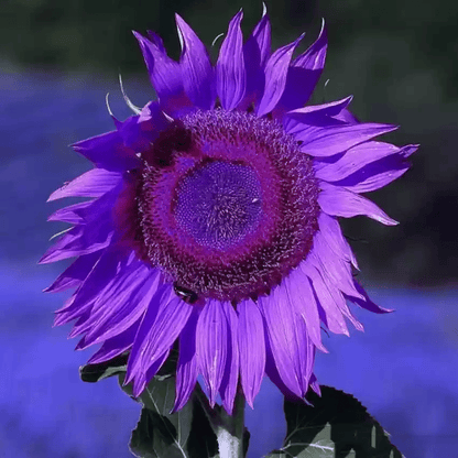 💜Sun Flower Rare Plant Garden- Giant Purple Sunflower Seeds