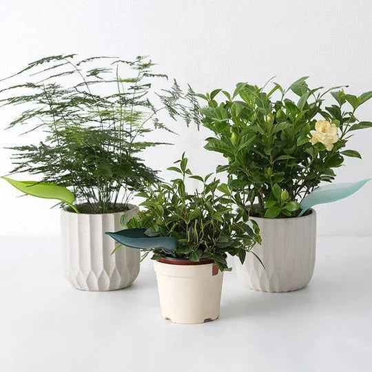 🔥Summer Hot Sale🔥Watering Leaves