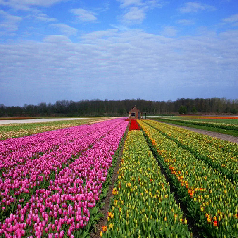 🔥Hot sale🌷Multi-color tulip bulbs