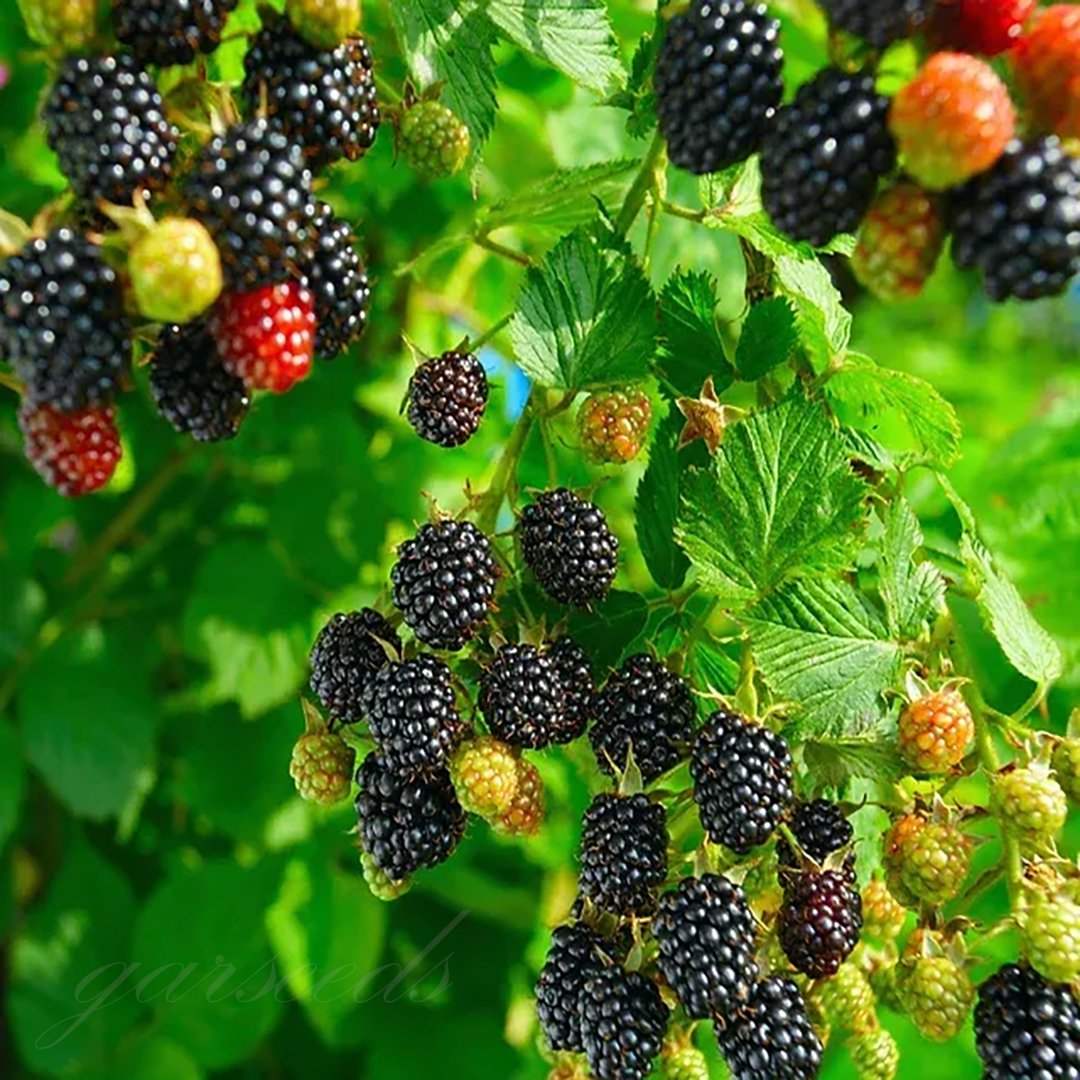 🔥LAST DAY PROMOTION 49% OFF - 🔥Sweet Giant Blackberry Seeds