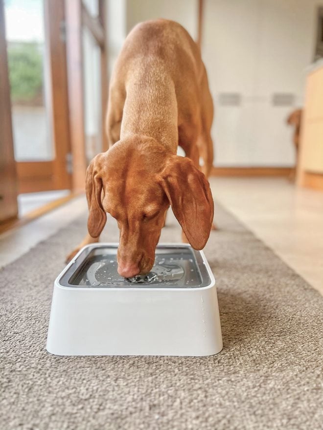 🔥Summer Hot Sale Promotion-49% OFF🐾-No-Spill Pet Water Bowl