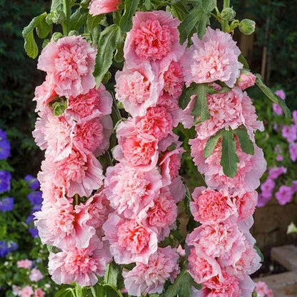 💐Double-flowered Hollyhock Seeds