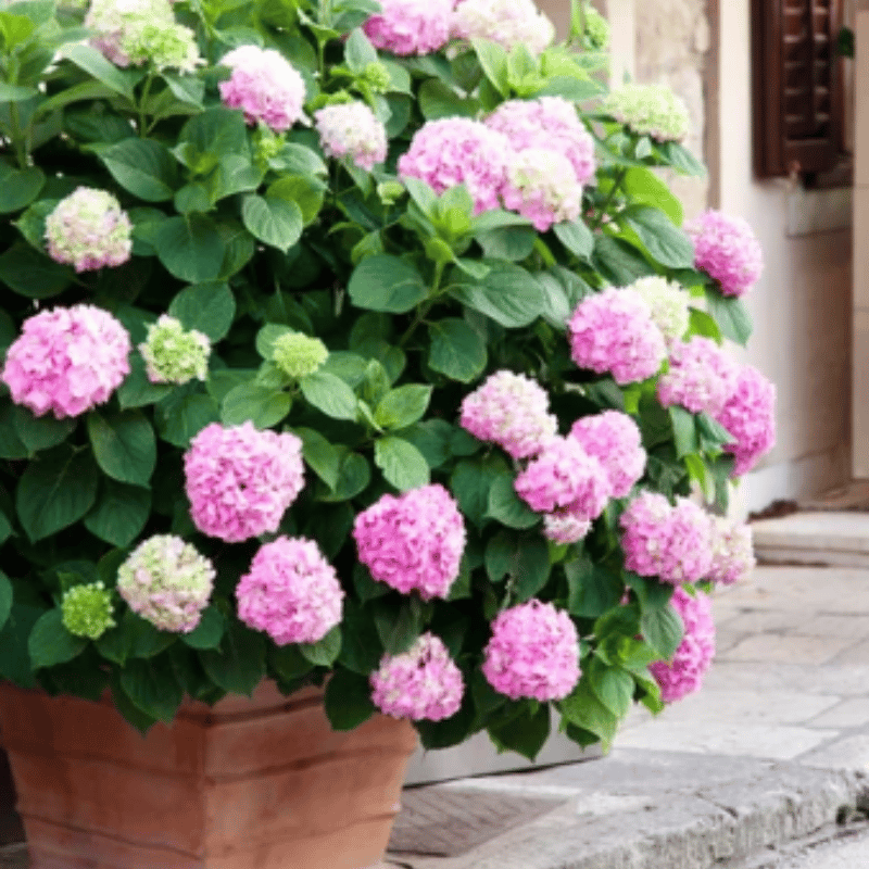 ✨Last day 49% OFF - Artificial hydrangea flowers for outdoors💐