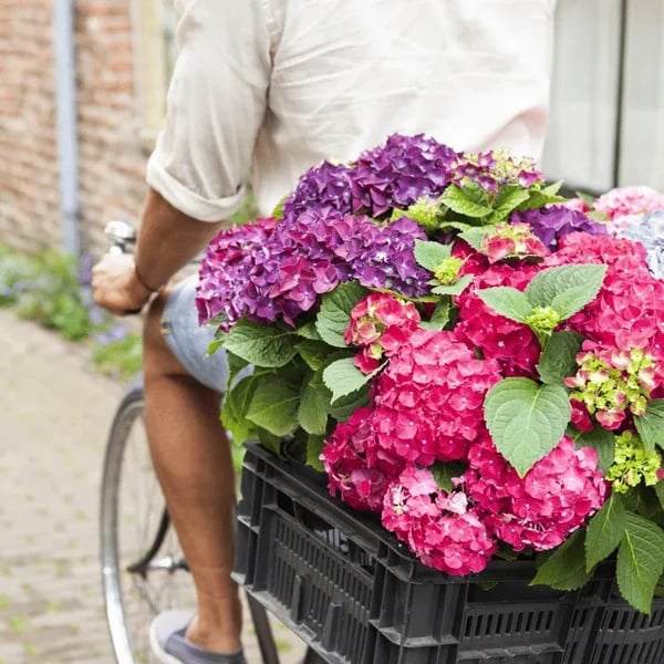 ✨Last day 49% OFF - Artificial hydrangea flowers for outdoors💐