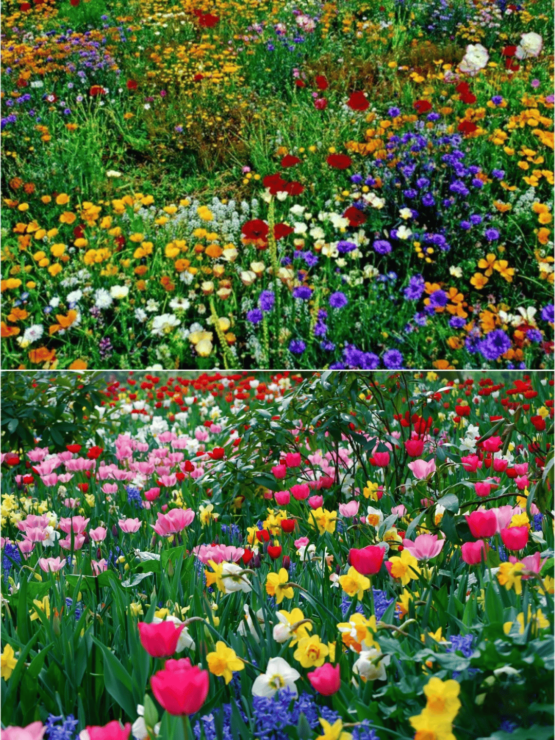 🔥Last day clearance💝Mixed Perennial Flowers Seeds-Over 50 kinds mixed