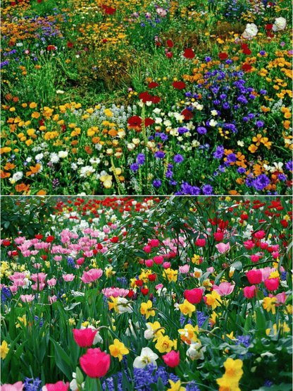 🔥Last day clearance💝Mixed Perennial Flowers Seeds-Over 50 kinds mixed