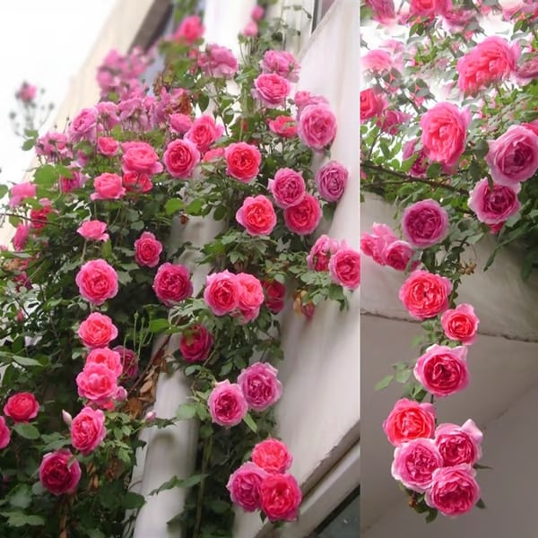 🔥Last Day 49% OFF🌺🌹Climbing Vine Rose Flower Seeds - Perennial🌹