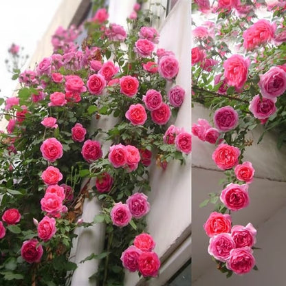 🔥Last Day 49% OFF🌺🌹Climbing Vine Rose Flower Seeds - Perennial🌹