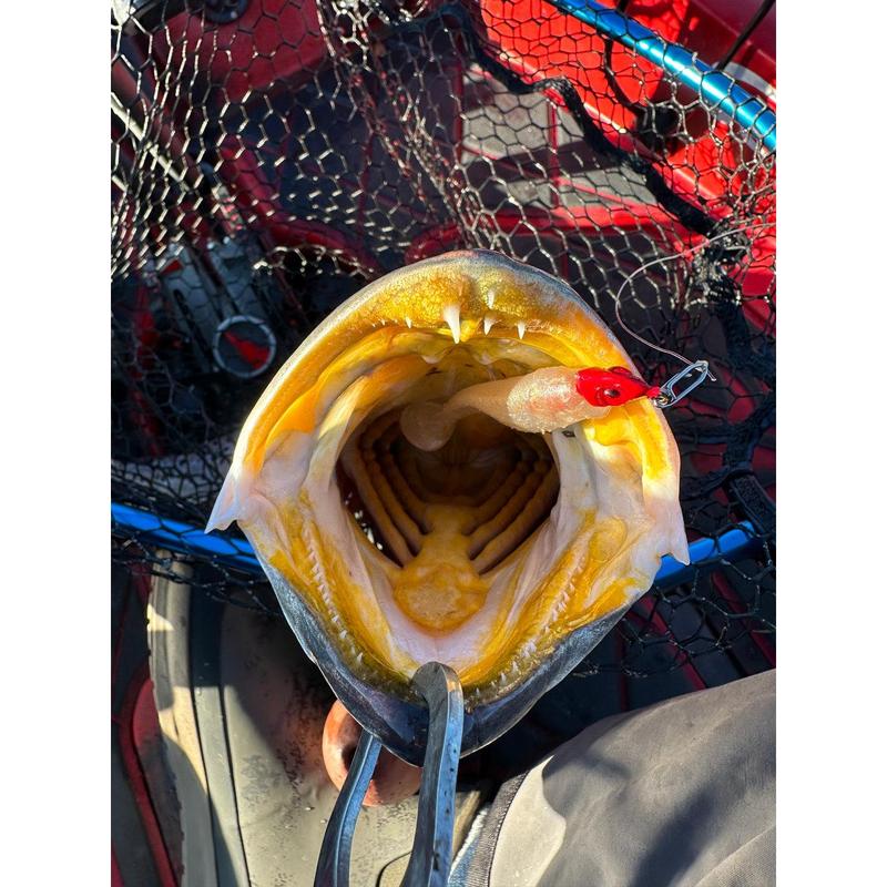 🔥Last Day Promotion 49% OFF-Topwater Co Speed Clips