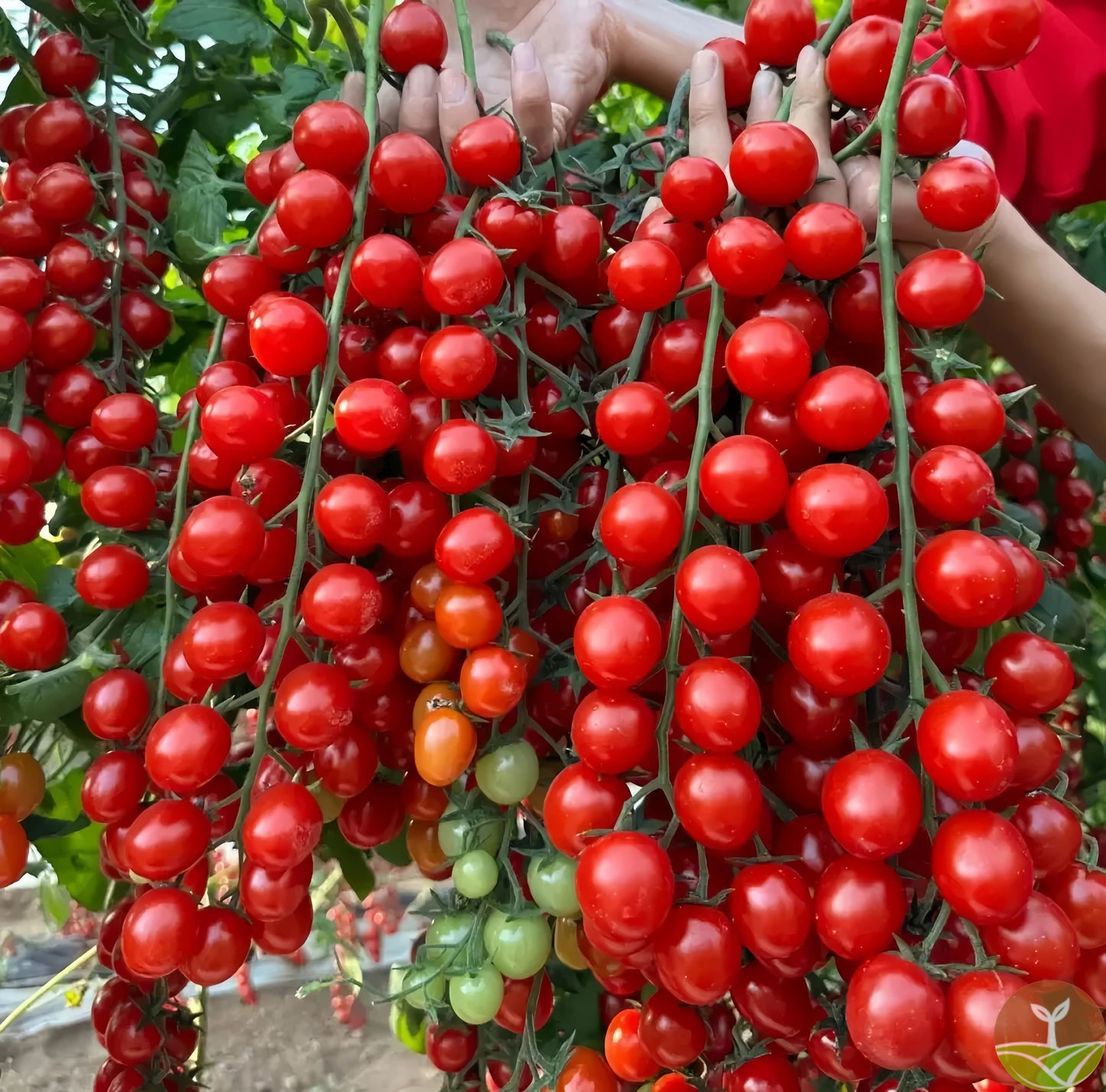 🎉Limited Time Offer 🍅Waterfall Tomato Seeds（High Yield）