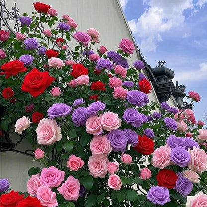 🌹Climbing Vine Rose Flower Seeds🌹
