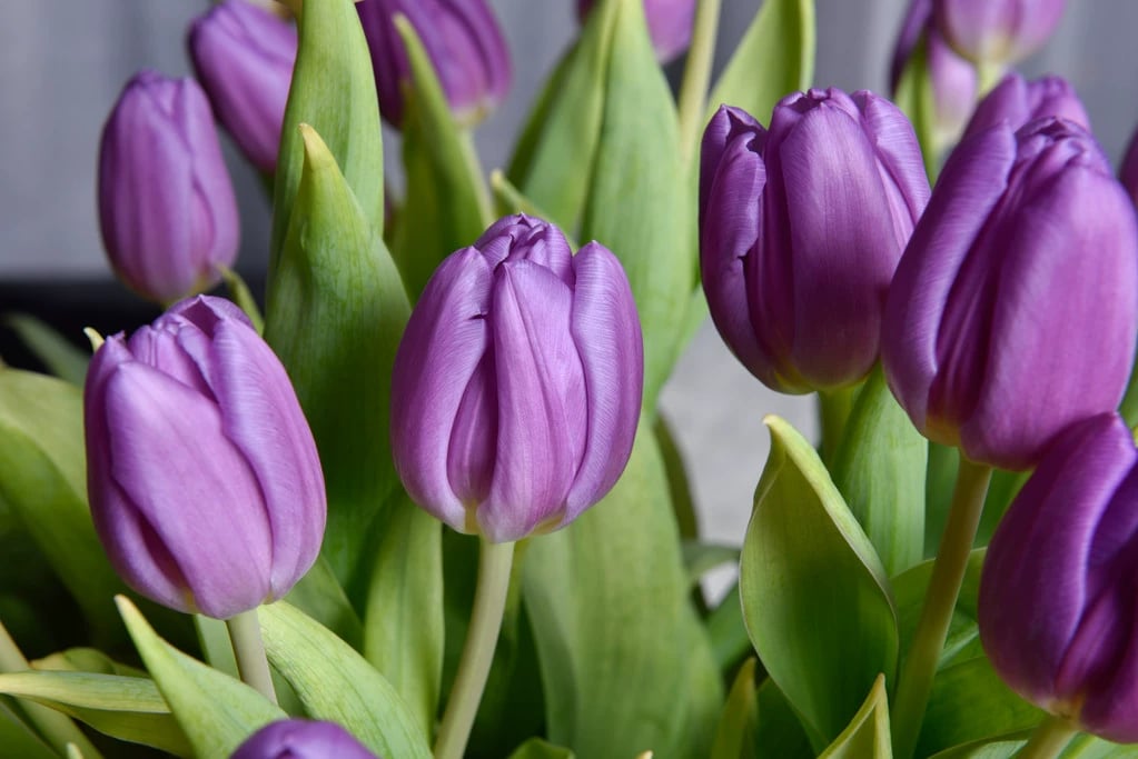 🔥Hot sale🌷Multi-color tulip bulbs