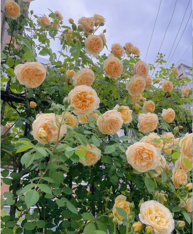 🔥2025 New Arrival 49% OFF🔥🌱Climbing Rose Seeds