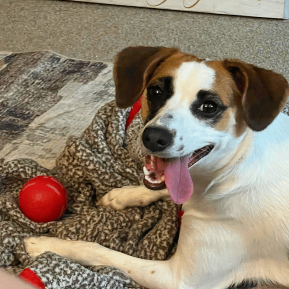 🎄Christmas Flash Sale-49% OFF-Chewie Viral Bouncing Ball