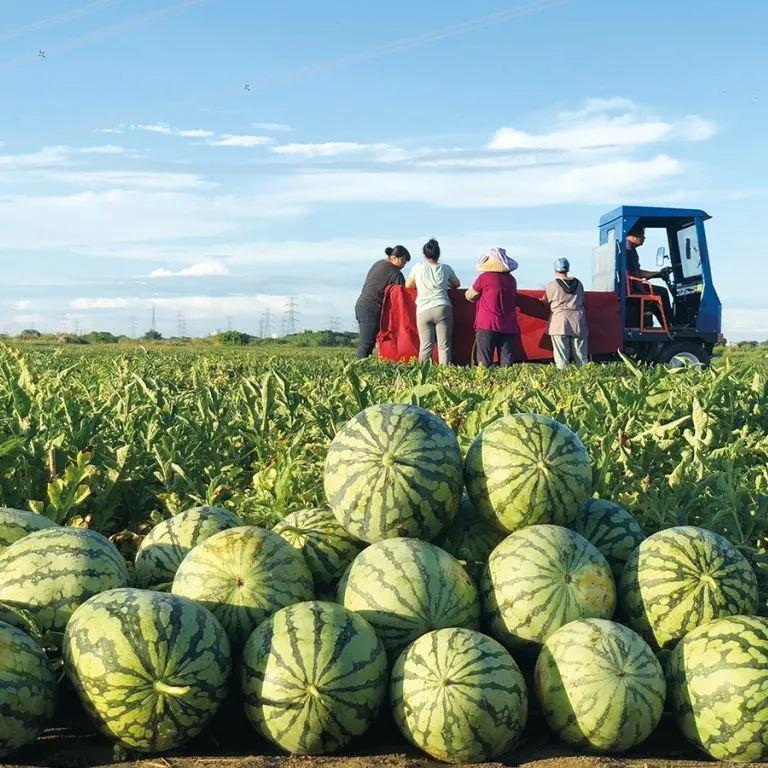 🔥Last day clearance🍉Lazy Man's Watermelon Seeds