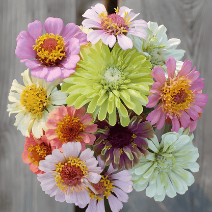 🔥Last Day Clearance🌺Double Zinnia Mixed Color Seeds