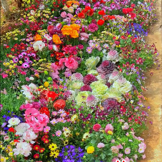 🔥Last day clearance💝Mixed Perennial Flowers Seeds-Over 50 kinds mixed