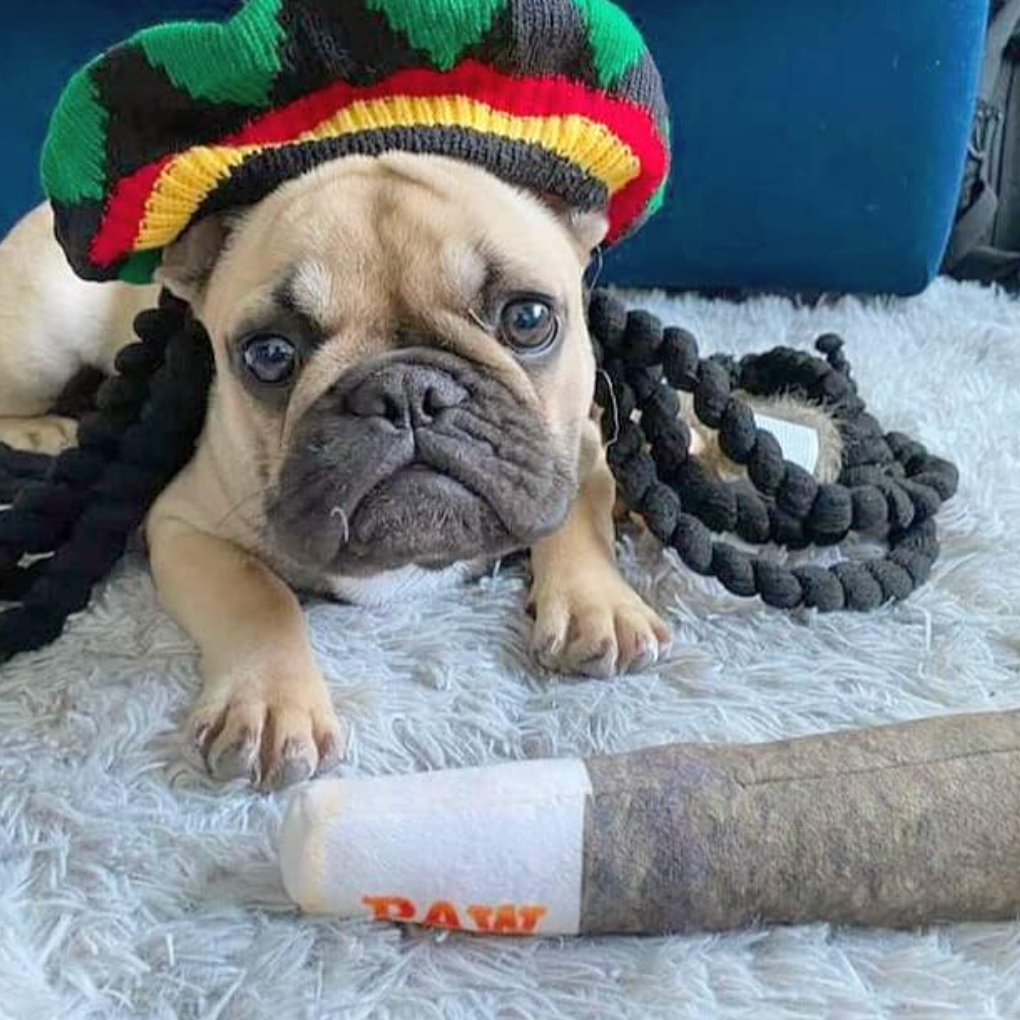 🐾Pet Teething Toys