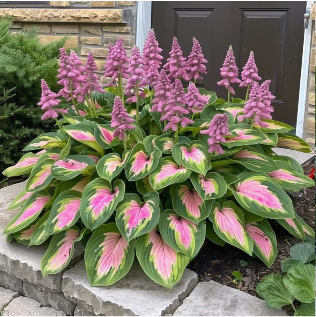 🎁2025 Special Offer🍃Rare Hosta Seeds🌿