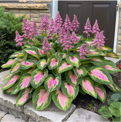 🎁2025 Special Offer🍃Rare Hosta Seeds🌿
