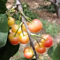🍒Rainier Cherry Fruit Seeds