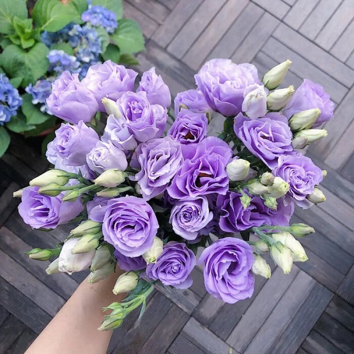 💐Lisianthus - A Sincere and Immutable Love