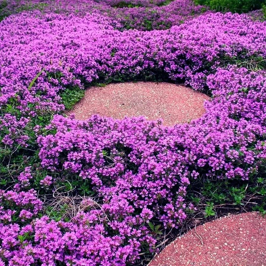 🔥⏰Last Day 70%OFF - ✨Creeping Thyme seeds for four seasons🏡| Create your perfect lawn here🌼