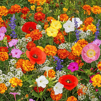 🔥Last day clearance💝Mixed Perennial Flowers Seeds-Over 50 kinds mixed