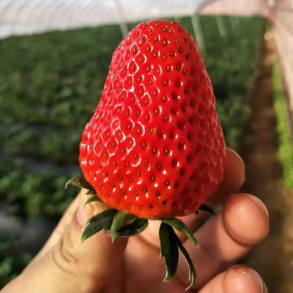 🔥Hot Sale - 49% Discount🔥All Season Strawberry Seeds🍓