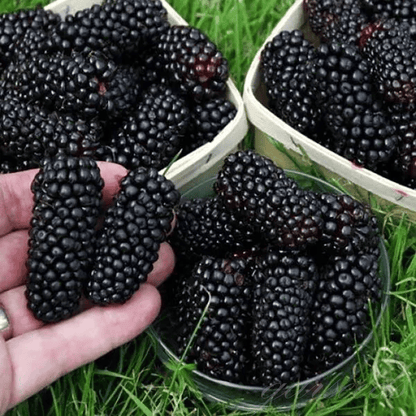 🔥LAST DAY PROMOTION 49% OFF - 🔥Sweet Giant Blackberry Seeds