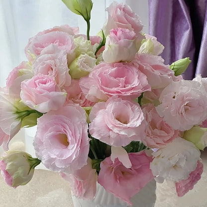 🌱 12 days germination🔥Eustoma Thornless Rose💐Lisanthus Seeds