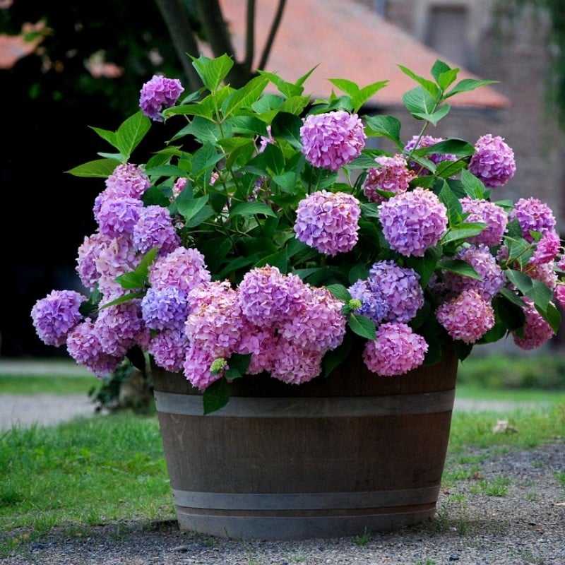 ✨Last day 49% OFF - Artificial hydrangea flowers for outdoors💐