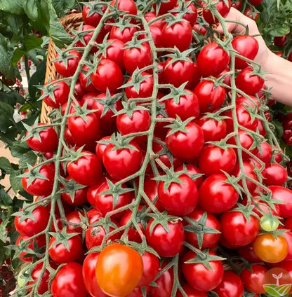 🎉Limited Time Offer 🍅Waterfall Tomato Seeds（High Yield）