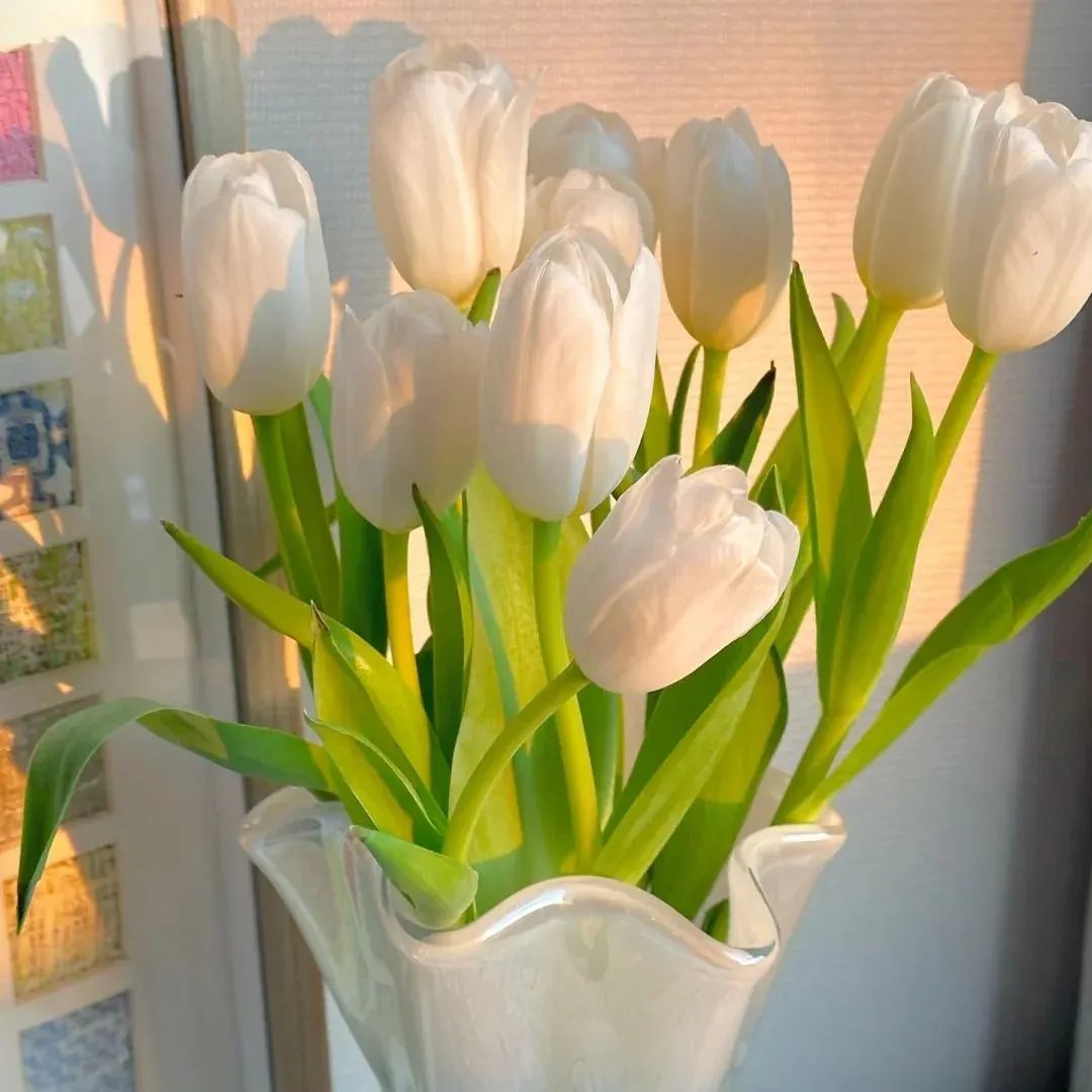 🔥Hot sale🌷Multi-color tulip bulbs