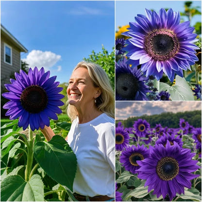 💜Sun Flower Rare Plant Garden- Giant Purple Sunflower Seeds