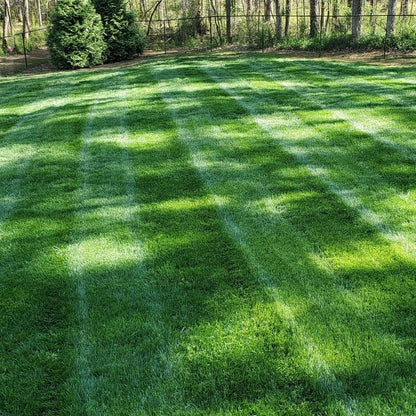 🔥Last Day 49% OFF🌱 No-Mow Evergreen Lawn Seeds - Perennial🌾