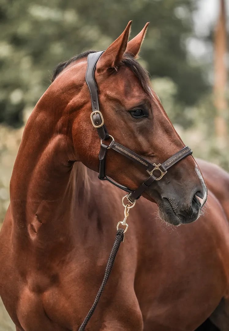 💥LAST DAY SALE 50% OFF💥- 🐎HORSEBRANDS Advent Calendar 2024