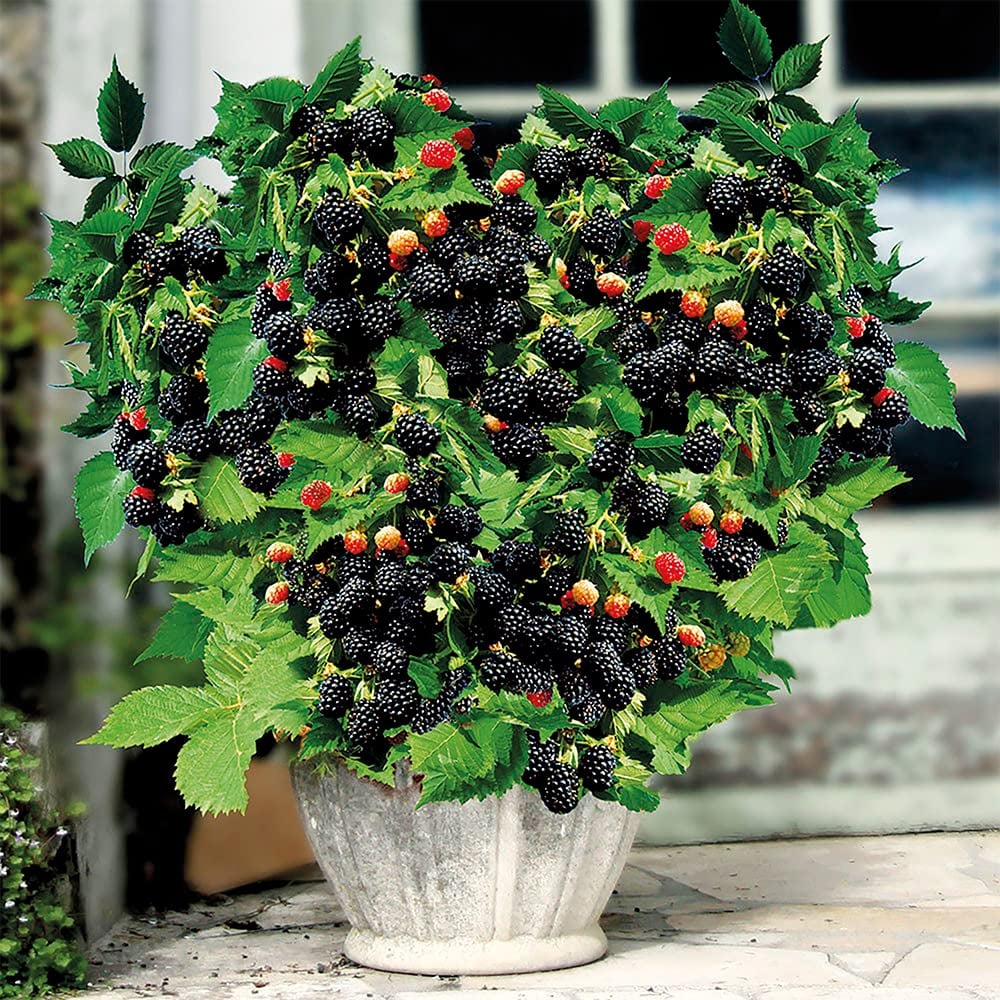 🔥LAST DAY PROMOTION 49% OFF - 🔥Sweet Giant Blackberry Seeds