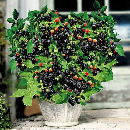 🔥LAST DAY PROMOTION 49% OFF - 🔥Sweet Giant Blackberry Seeds